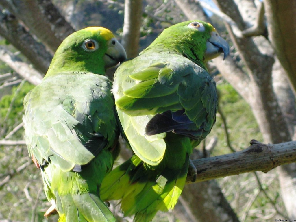 Parrots accross the cabins | Cabins/Cottages for Rent in Altos del Maria | Image #10/22 | 