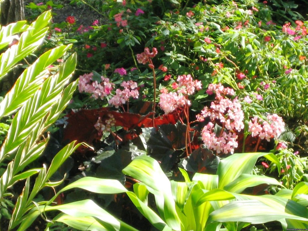 More flowers in cabin gardens | Cabins/Cottages for Rent in Altos del Maria | Image #12/22 | 