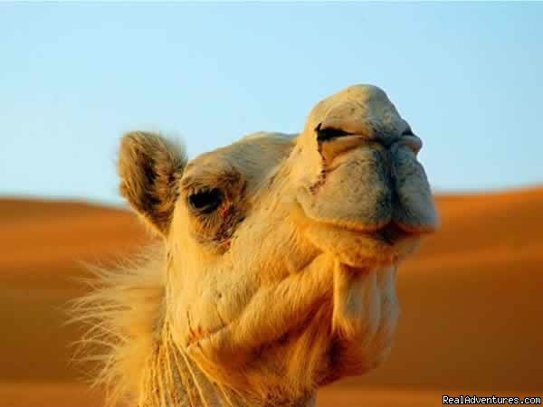 camel libya | 15 | Image #4/4 | 