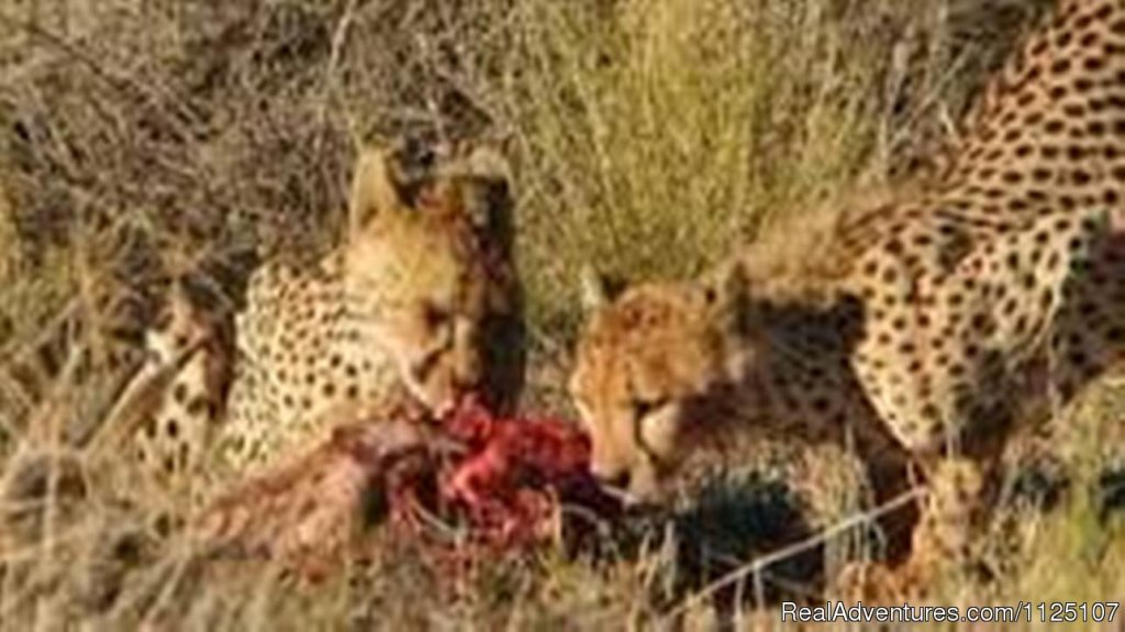 cheetah hunting in Nairobi national park | 3 Days  Masai Mara Budget Joining Safari | Image #3/8 | 