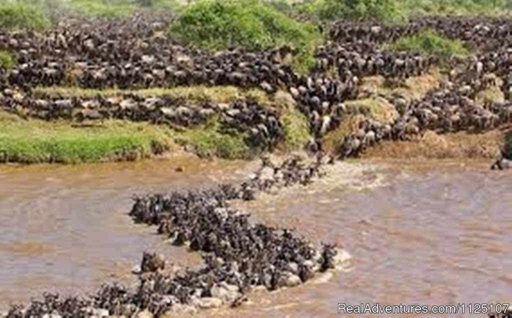 Wildebeest | 3 Days  Masai Mara Budget Joining Safari | Image #4/8 | 