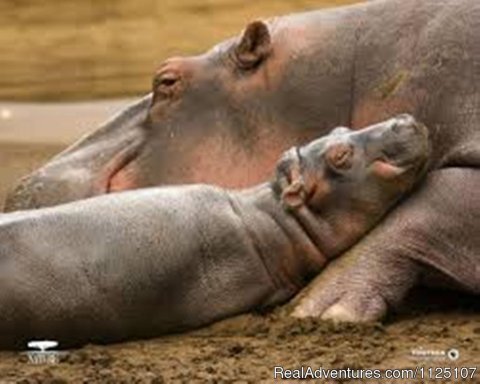 Hippos in mara river