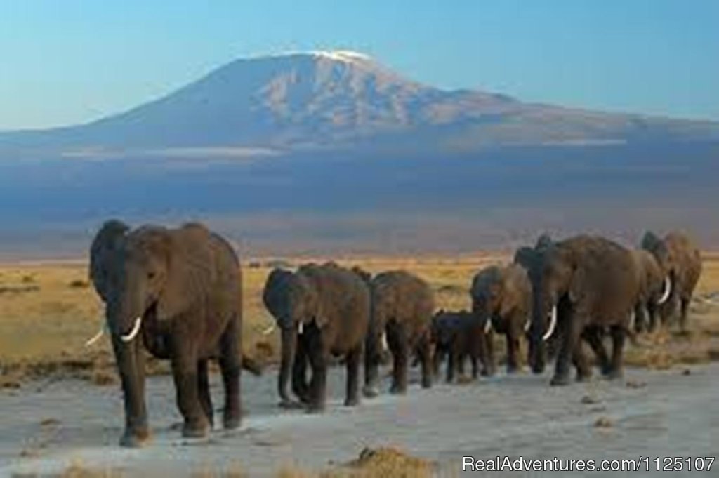 Elephants in Amboseli | 3 Days  Masai Mara Budget Joining Safari | Image #8/8 | 