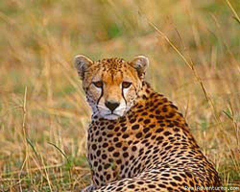 Photo #1 | Adventure Joyland Safaris & Tours  Kenya-Tanzania | Nairobi, Kenya | Wildlife & Safari Tours | Image #1/8 | 