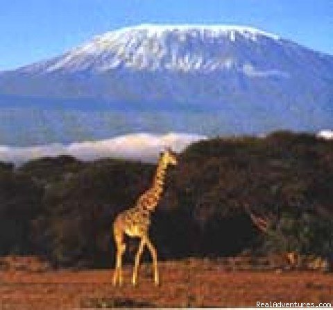Adventure Joyland Safaris & Tours  Kenya-T | Adventure Joyland Safaris & Tours  Kenya-Tanzania | Image #5/8 | 