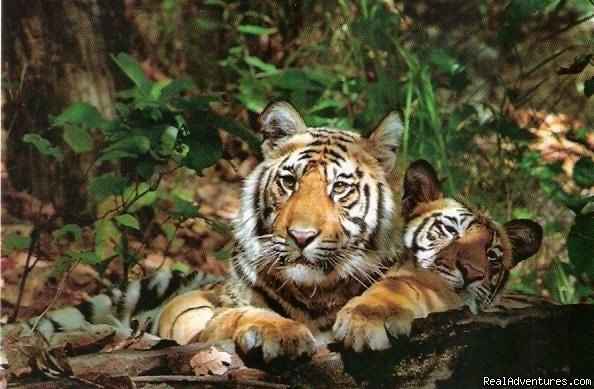 Take A Wildlife Holiday | Kanha National Park, India | Wildlife & Safari Tours | Image #1/11 | 
