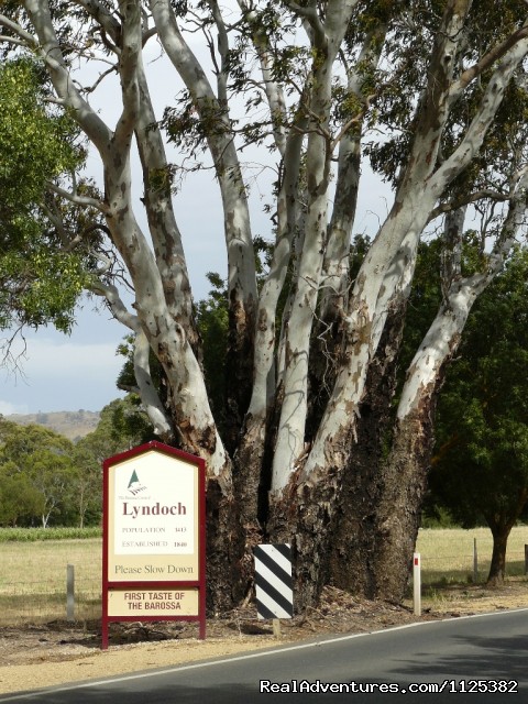 Barossa Premier Wine Country Photo