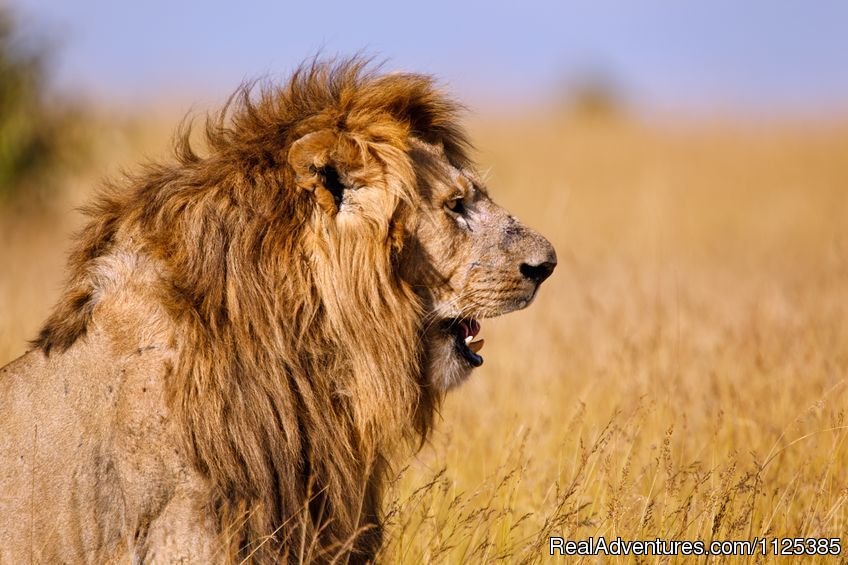 Book an African Safari in Kenya, East Africa | Nairobi, Kenya | Wildlife & Safari Tours | Image #1/1 | 