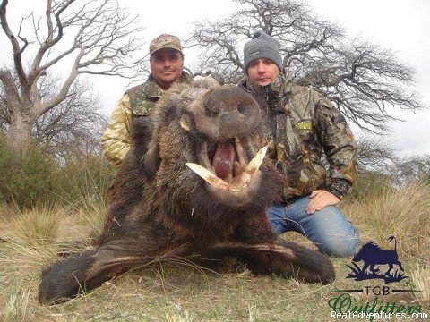 Boar | Hunts in Argentina | Image #3/5 | 