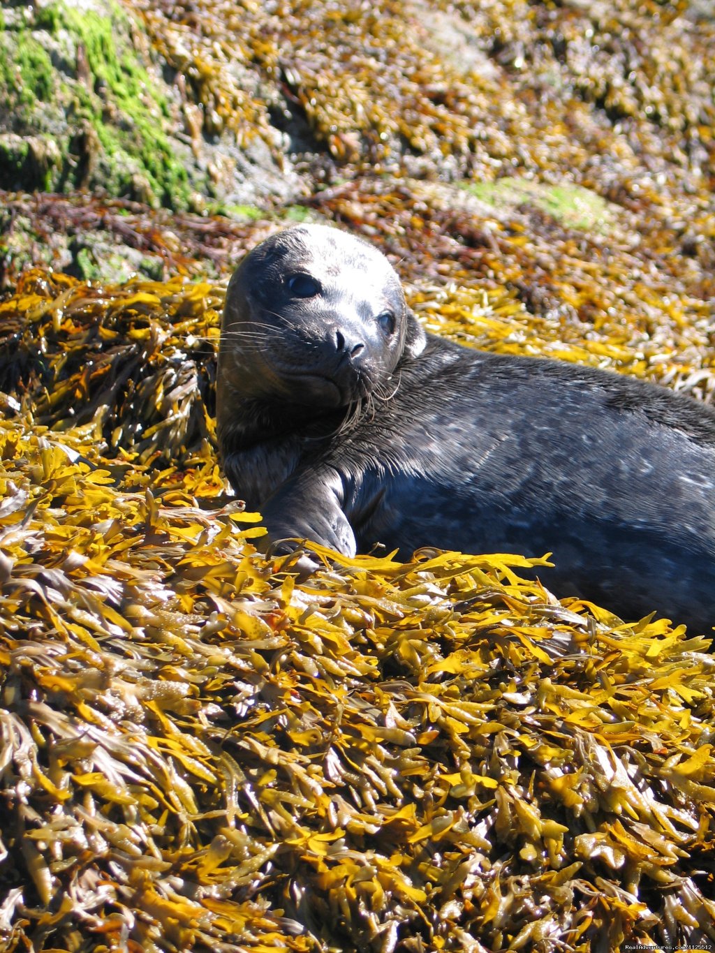 A seal on rock week | Sea Kayak Tours Desolation Sound, British Columbia | Image #23/25 | 