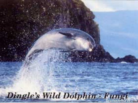 'Fungi' wild dolphin since 1983! | Listonfamily bed and breakfast in Dingle Co. Kerry | Co. Kerry. Ireland, Ireland | Bed & Breakfasts | Image #1/4 | 
