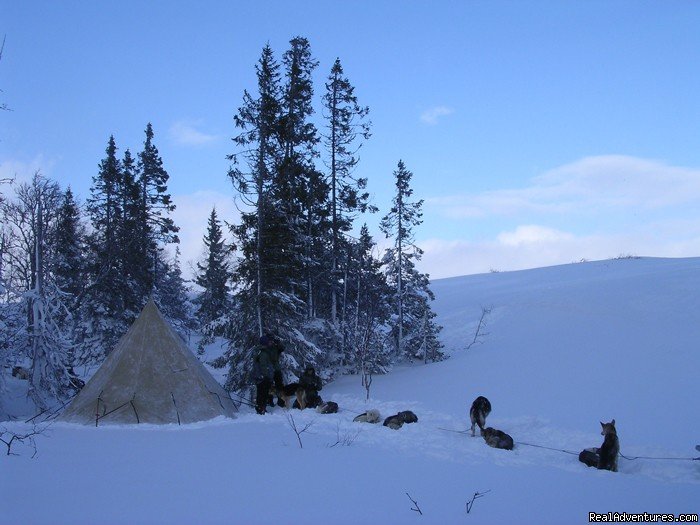 Mountain camp | Dogsledding in remote nationalpark | Image #2/8 | 