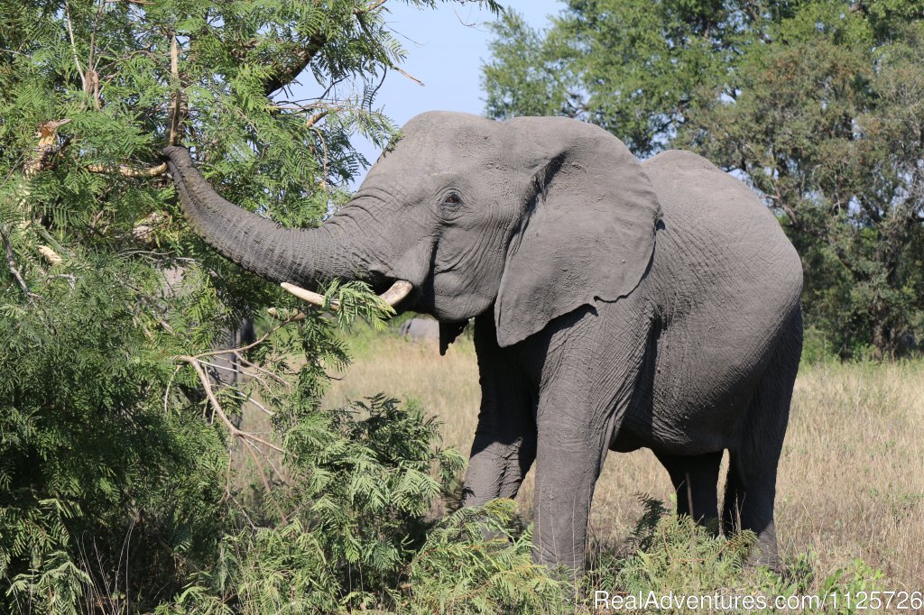 South African Wildlife | The Best of South Africa & Victoria Falls | Image #4/12 | 