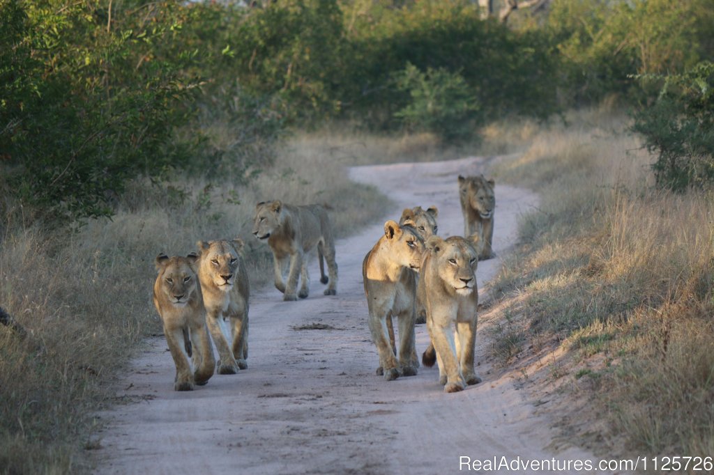 Pride of Lions | The Best of South Africa & Victoria Falls | Image #7/12 | 