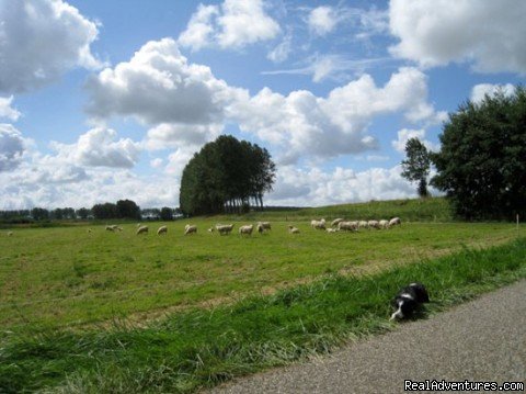 Landscape Assenede | Cottage in Nature reserve between Bruges & Ghent | Image #13/22 | 