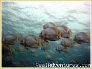 Accomodation in Semporna, Gateway to Sipadan: Batfish of Sipadan Borneo Malaysia