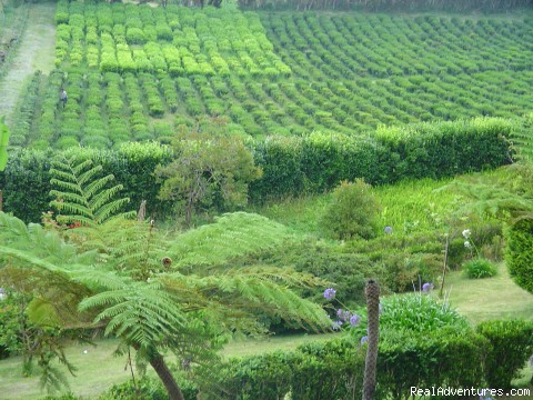 Jeep Safari, Guided Tours, S.Miguel, Azores: Tea Plantation Porto Formoso