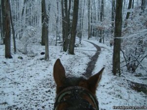 Scenic Guided Trail Rides Through The Pocono Woods | White Haven, Pennsylvania | Horseback Riding & Dude Ranches