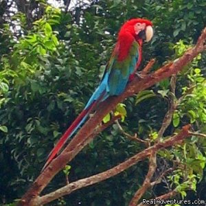 Birdwatching tours in Guyana | Coastal Plain, Guyana | Birdwatching