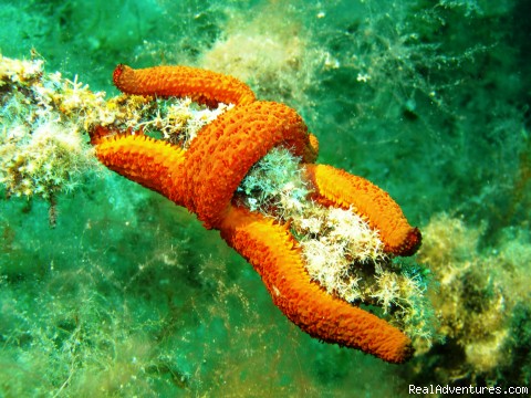 Diving the jewel of the Med: Starfish
