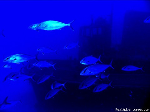 Diving the jewel of the Med: Rozi wreck