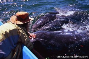 Meet gray whales snorkel with humpbacks & dolphins | Magdalena, Mexico | Whale Watching