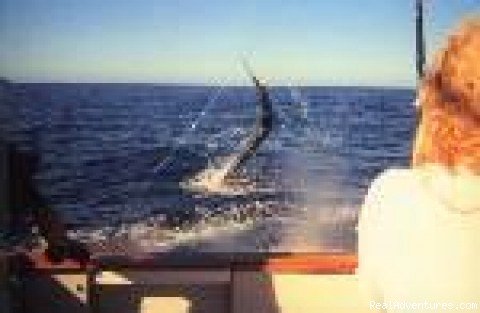 Stripedmarlin Hooked | Sportsfishing Charter Boat New Zealand | Image #2/7 | 