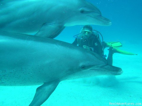 Even dolphins like to dive with us! Join | Red Sea diving-safaris - Yalla Dive | Image #2/9 | 