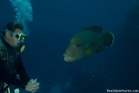 Red Sea diving-safaris - Yalla Dive | Image #7/9 | 