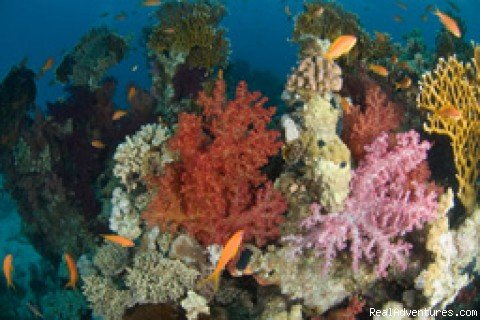 Red Sea diving-safaris - Yalla Dive | Image #8/9 | 