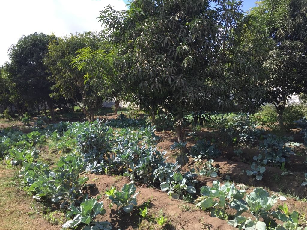 The Mango And Vegetable Garden | Al Sorat Farm: Peace In The Countryside | Image #4/6 | 