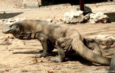 Rinjani Trekking Information: komodo the dragons in Indonesia