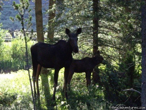 Moose At The Cabins | Small Authentic Old West Guest Ranch Experience | Image #4/8 | 