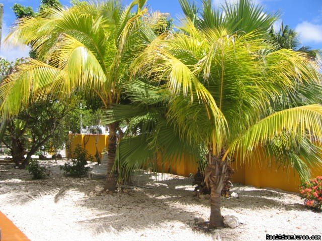 Garden | Sunny Bonaire vacation rentals | Image #4/6 | 