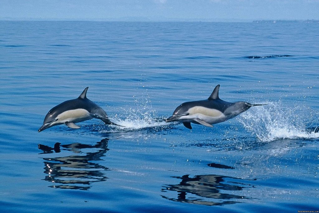 Common dolphins | Azores A Prime Destination For Whale Watching | Ponta Delgada, Portugal | Whale Watching | Image #1/20 | 