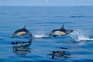 Azores A Prime Destination For Whale Watching | Ponta Delgada, Portugal | Whale Watching