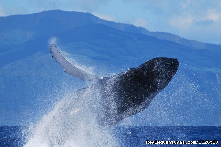 Humpback whale | Azores A Prime Destination For Whale Watching | Image #4/20 | 