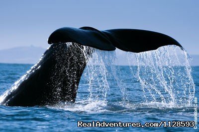 Sperm Whale | Azores A Prime Destination For Whale Watching | Image #5/20 | 