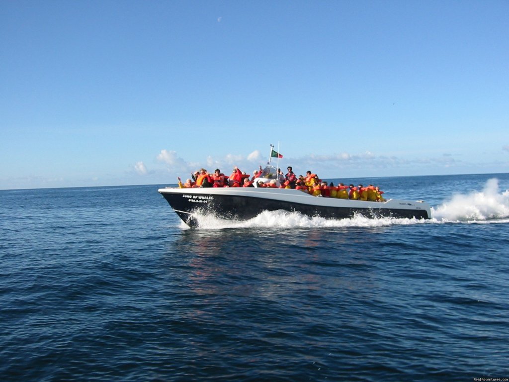 Song of Whale | Azores A Prime Destination For Whale Watching | Image #2/20 | 