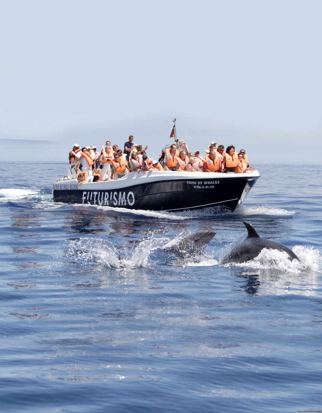 Song of Whale with botlenose dolphins | Azores A Prime Destination For Whale Watching | Image #6/20 | 