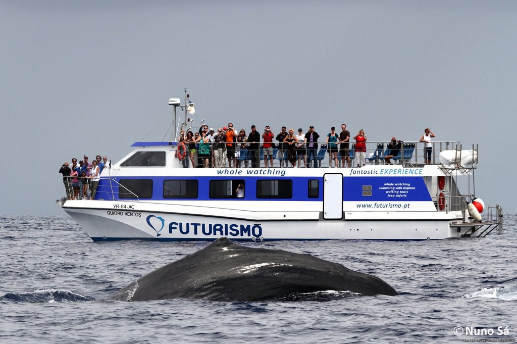 Four winds catamaran | Azores A Prime Destination For Whale Watching | Image #8/20 | 