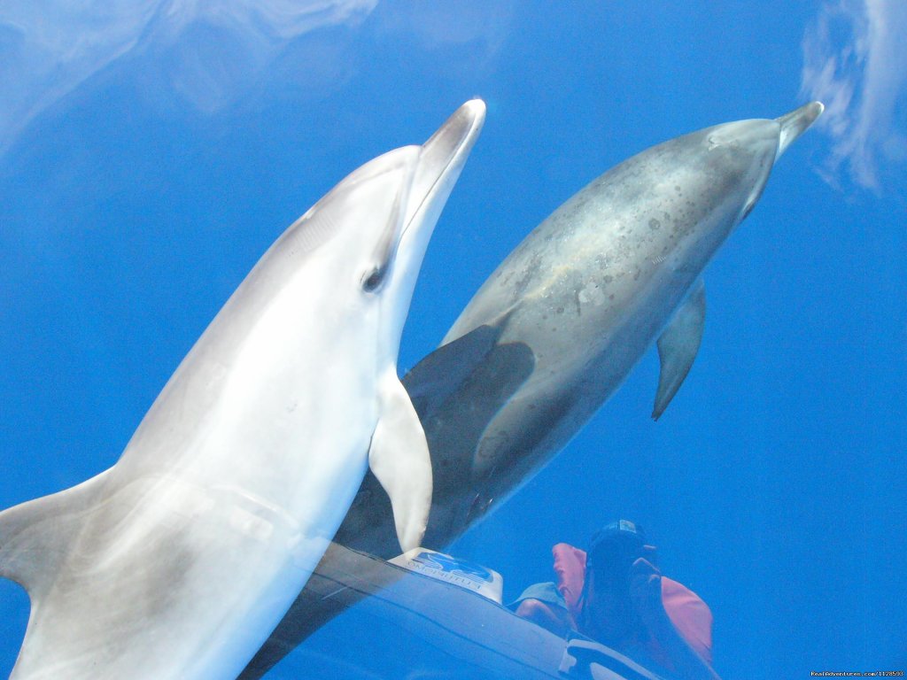 Azores A Prime Destination For Whale Watching | Image #10/20 | 