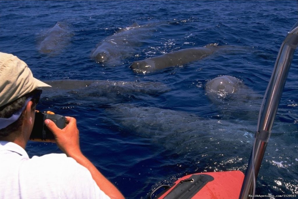 Group of Sperm whales | Azores A Prime Destination For Whale Watching | Image #11/20 | 
