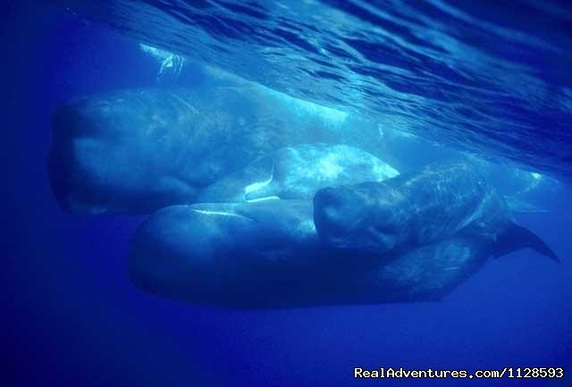 Sperm whales | Azores A Prime Destination For Whale Watching | Image #14/20 | 