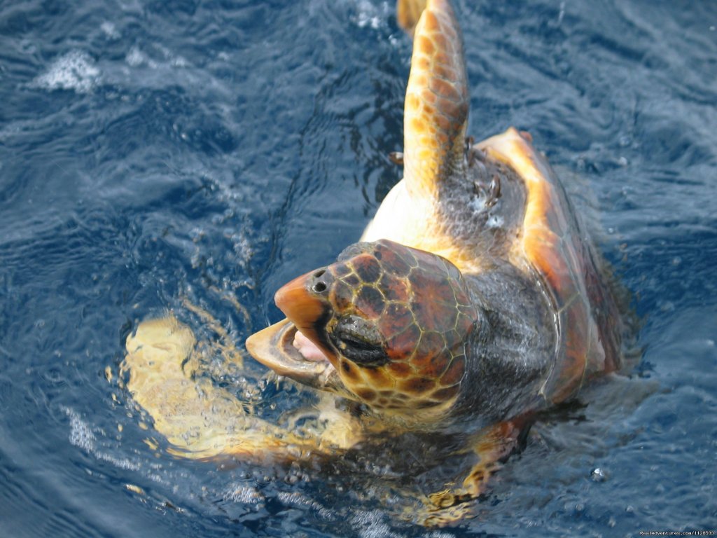 Turtle | Azores A Prime Destination For Whale Watching | Image #16/20 | 