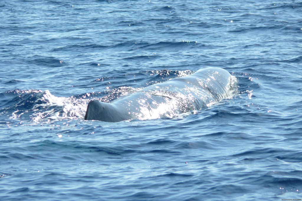 Sperm whale | Azores A Prime Destination For Whale Watching | Image #17/20 | 
