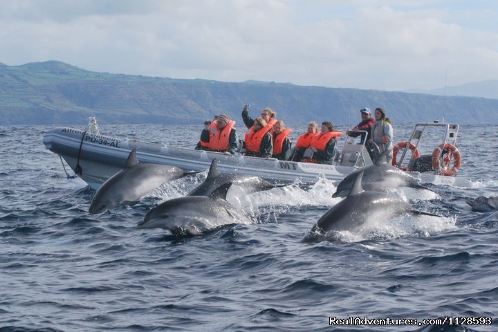 RIB with botlenose dolphins jumping | Azores A Prime Destination For Whale Watching | Image #20/20 | 