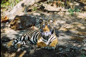 Professionally Escorted Wildlife Holidays To India