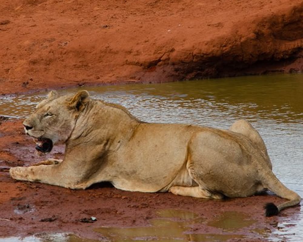Man-eating Lion | African memorable safaris | Image #2/3 | 