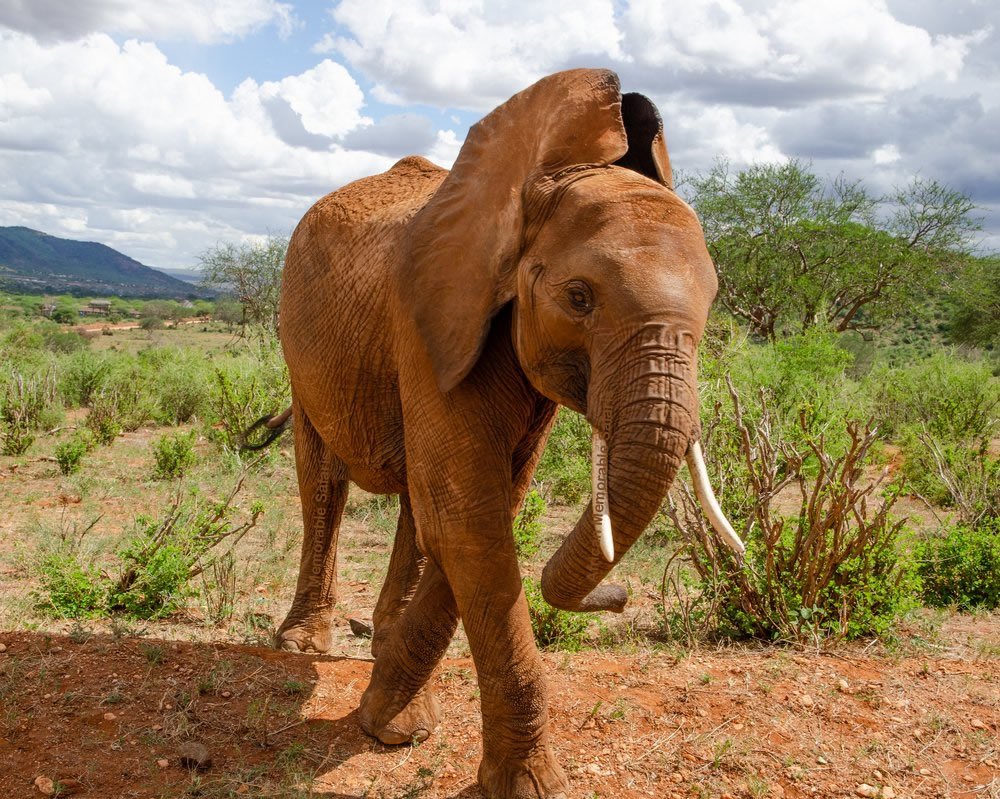 Dust-red Elephant | African memorable safaris | Mombasa, Kenya | Wildlife & Safari Tours | Image #1/3 | 